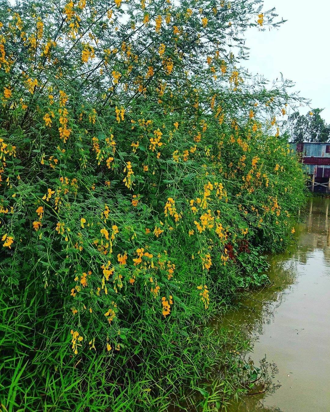 Bán hạt điên điển tứ quý , thông tin hạt điên điển tứ quý