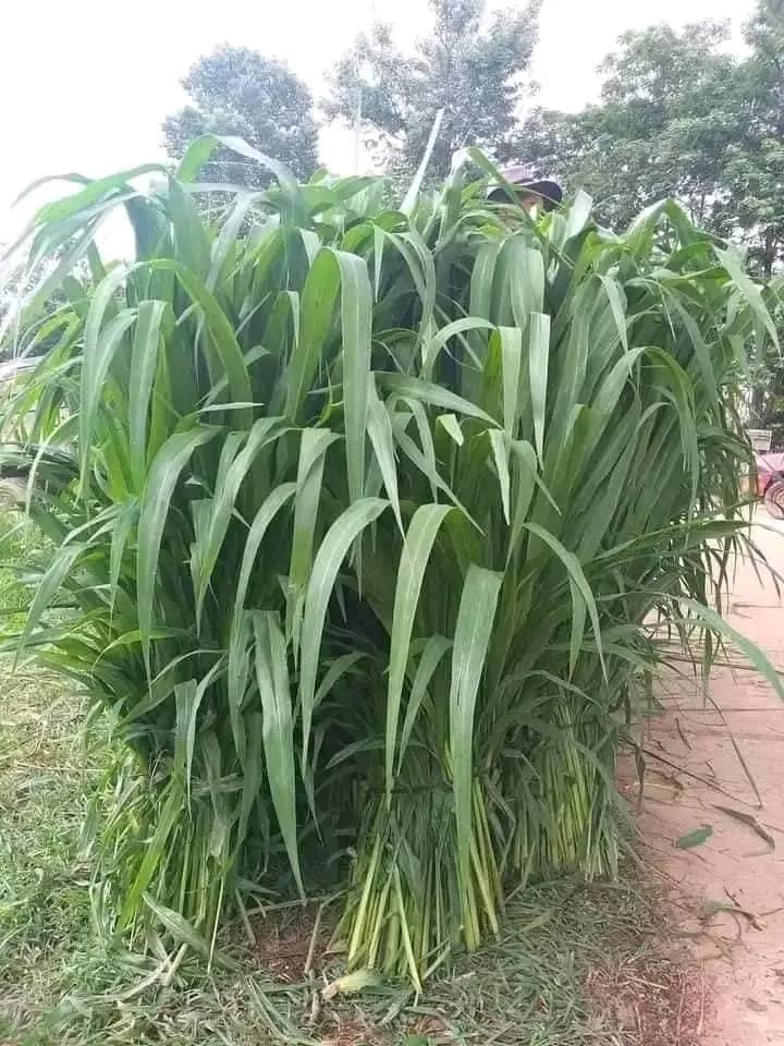 thu hoach co sa ghine mombasa