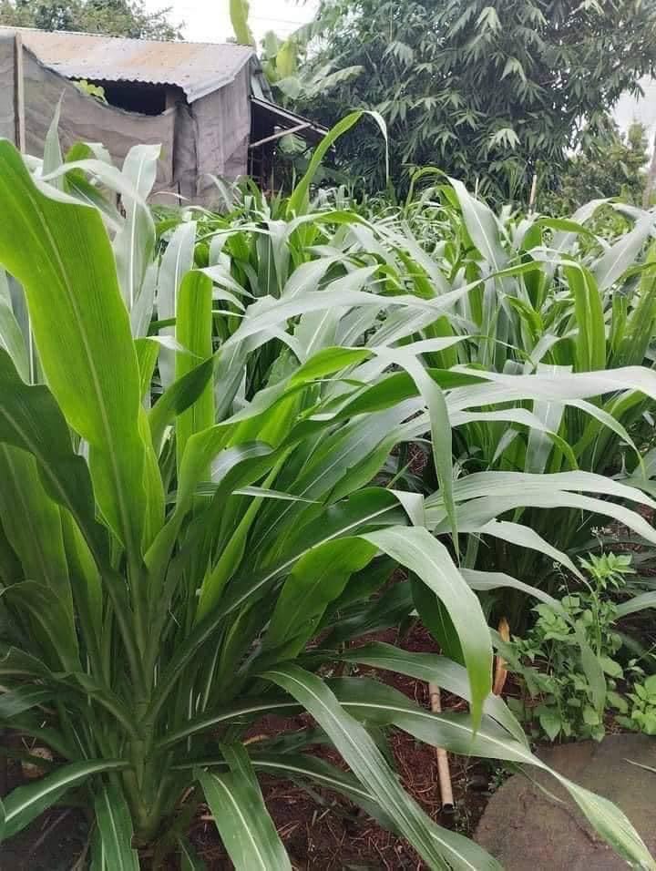 hinh anh cay co sa ghine monbasa