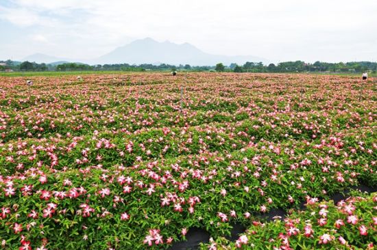 Hạt giống sâm bố chính , thời gian sinh trưởng hạt sâm bố chính chính