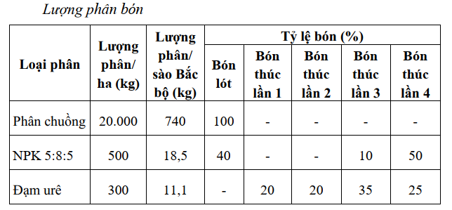 bon phan cho cay sam bo chinh