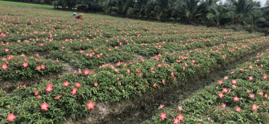 cay sam bo chinh ra hoa 