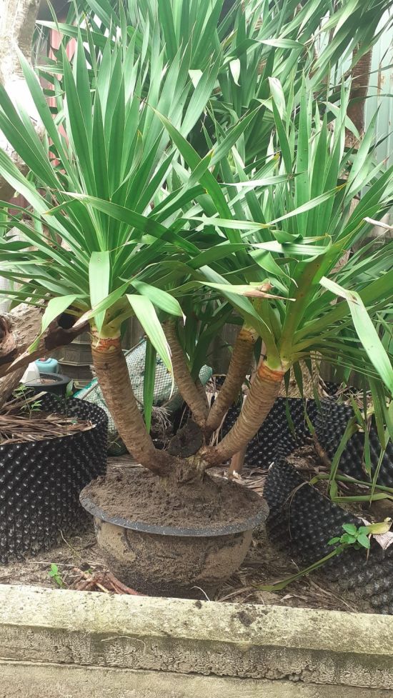 trong cay phat tai nui
