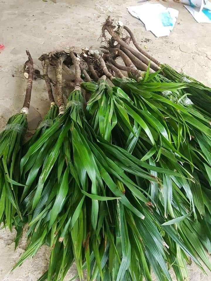 giong cay phat tai nui