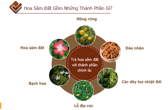 tác dụng của sâm bố chính , tác dụng của sâm bố chính ngâm rượu