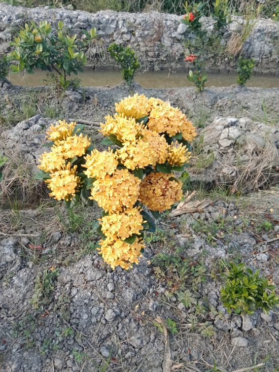 trang vang thai la trung