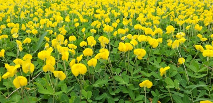 trong hat giong co lac  hat giong co dau phong